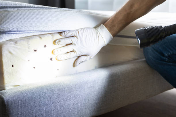 Best Affordable Pest Control Services  in Winthrop Harbor, IL